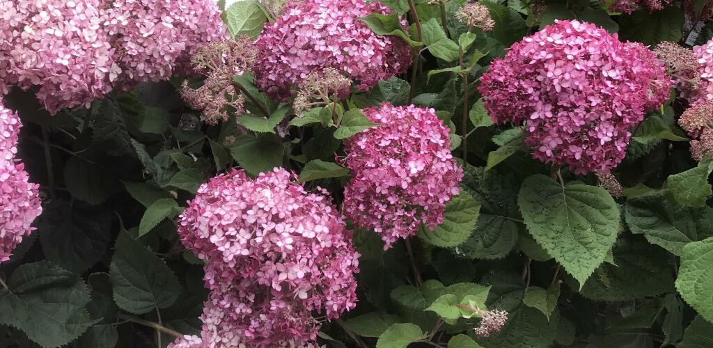 Beautiful Hydrangea blooms