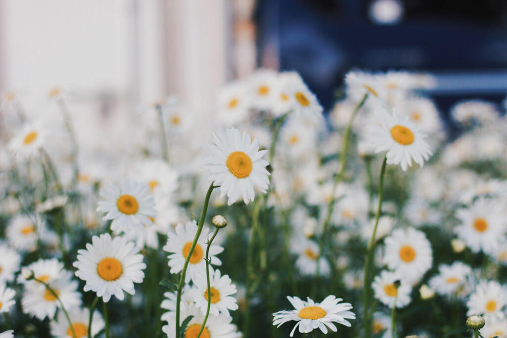 Daisies and other perennials flowers for MN and WI yards